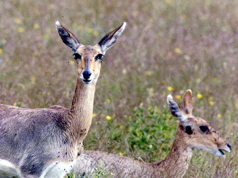 Image of Mountain Reedbuck