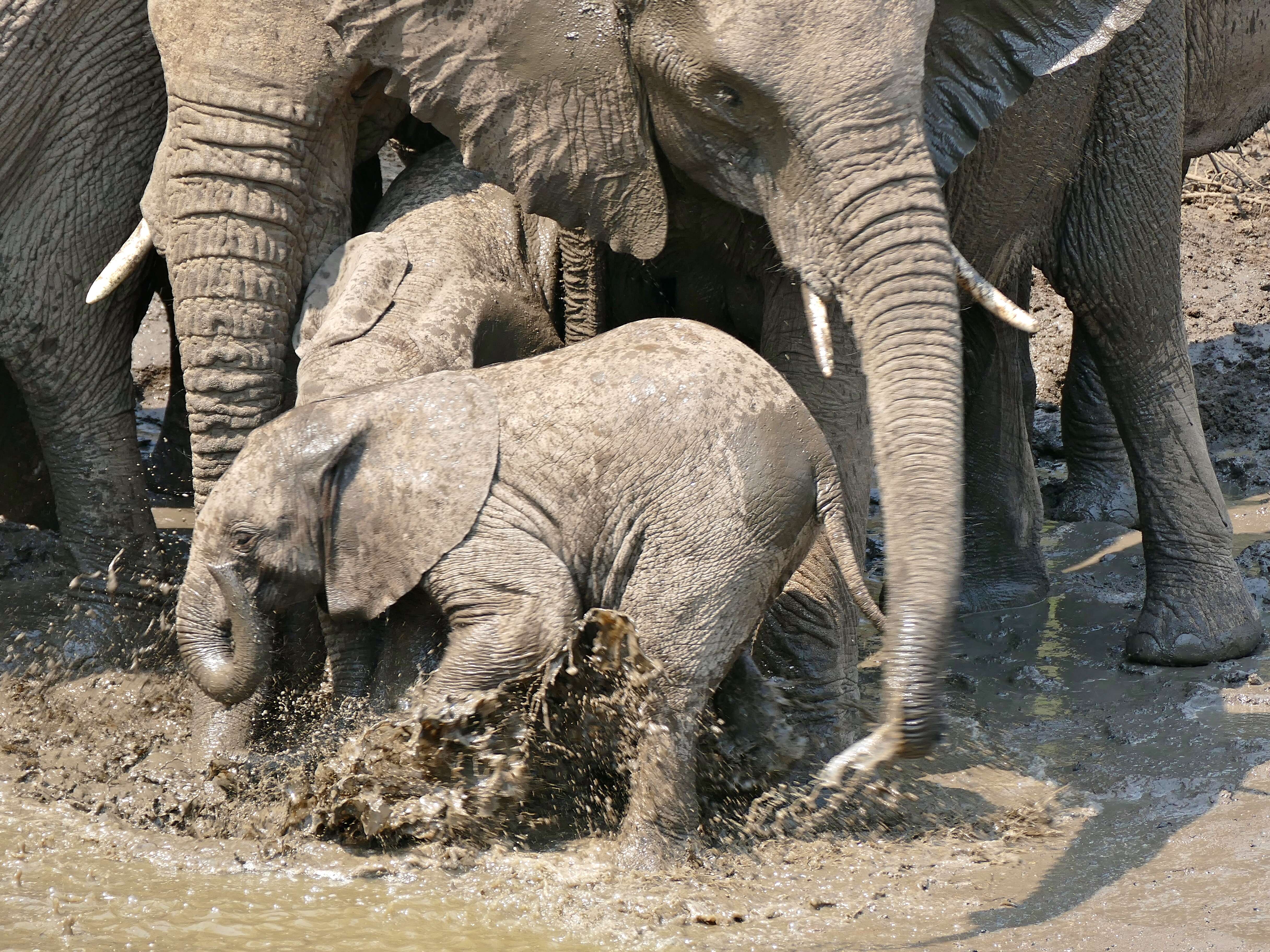 Image of African bush elephant