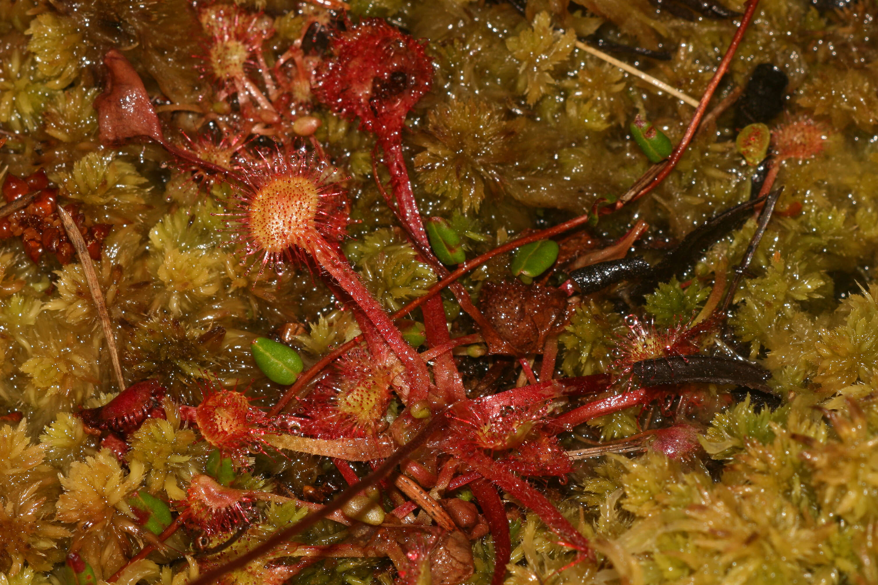 Image of Common Sundew