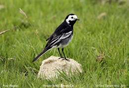 Motacilla alba yarrellii Gould 1837的圖片