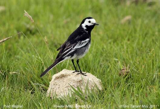 Image of Motacilla alba yarrellii Gould 1837