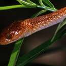 Image of Common Tiger Snake