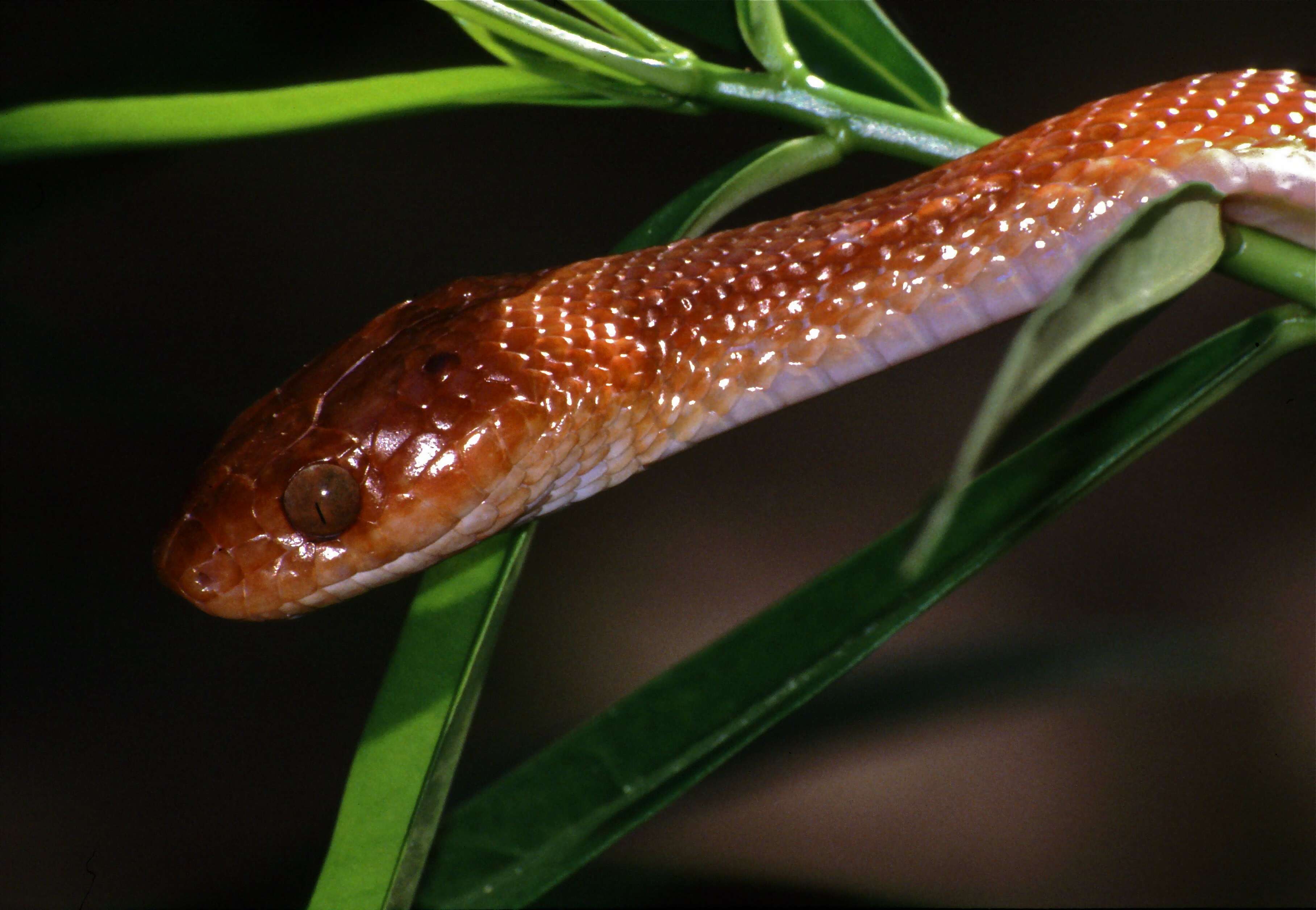 Image of African Tiger Snake