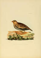 Image of Pterocles Temminck 1815