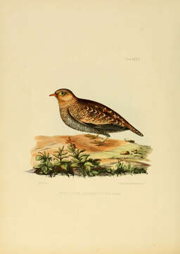 Image of Pterocles Temminck 1815