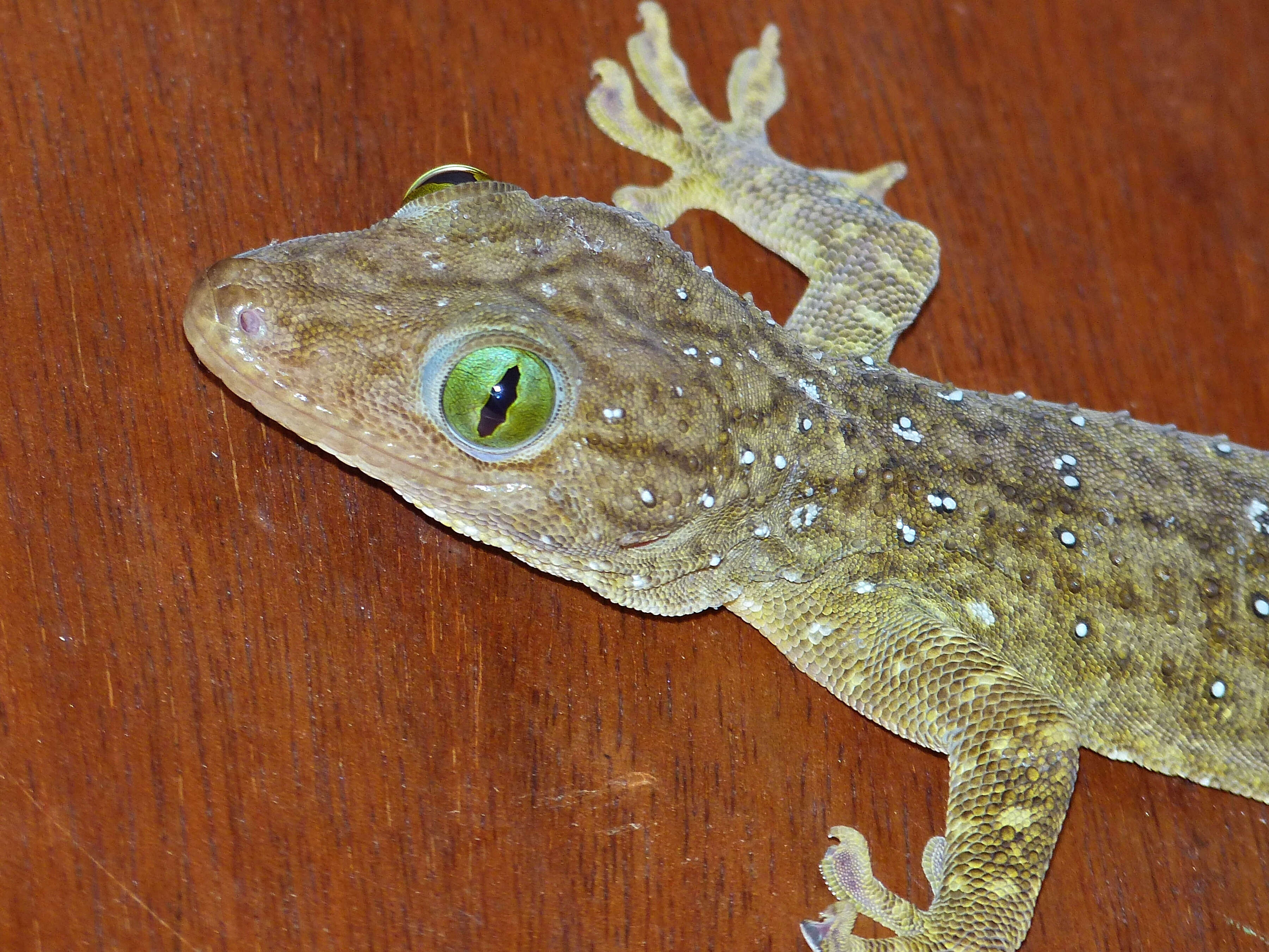 Sivun Gekko albofasciolatus (Günther 1867) kuva