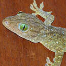 Image of Large Forest Gecko