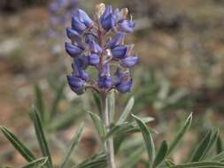 Imagem de Lupinus argenteus var. palmeri (S. Watson) Barneby