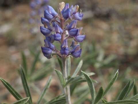 Image of Silver-stem Lupine