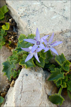 Plancia ëd Campanula fenestrellata subsp. istriaca (Feer) Damboldt