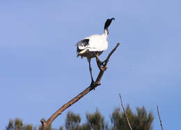 Threskiornis molucca (Cuvier 1829) resmi