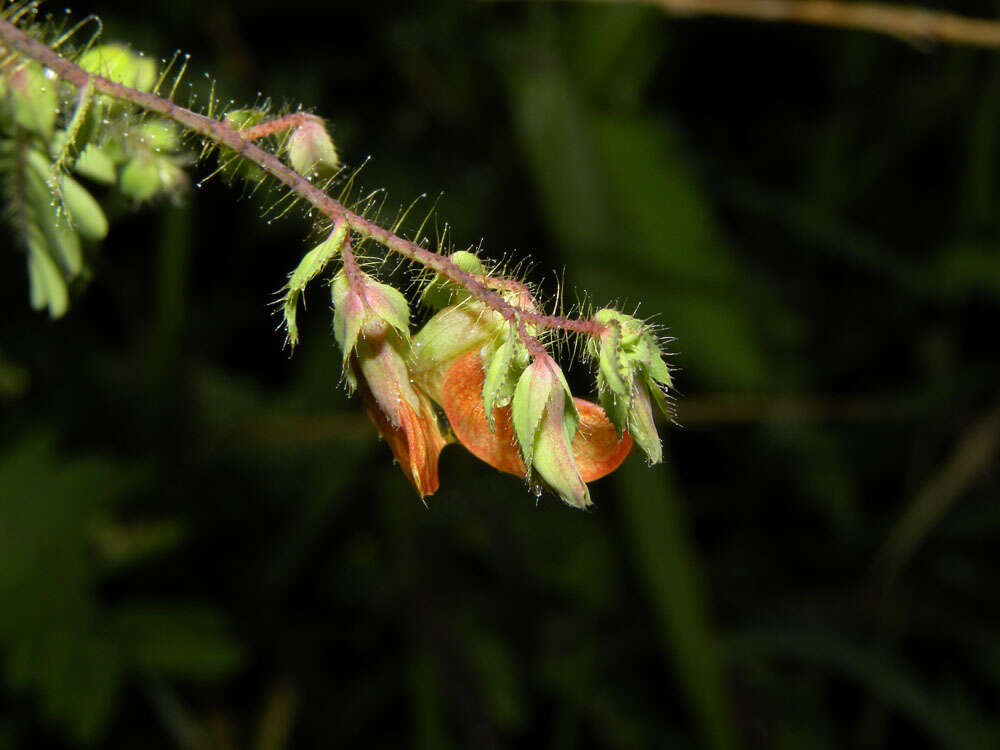 Image of Sensitive Joint-Vetch