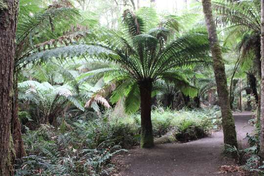 Image of Australian Tree Fern