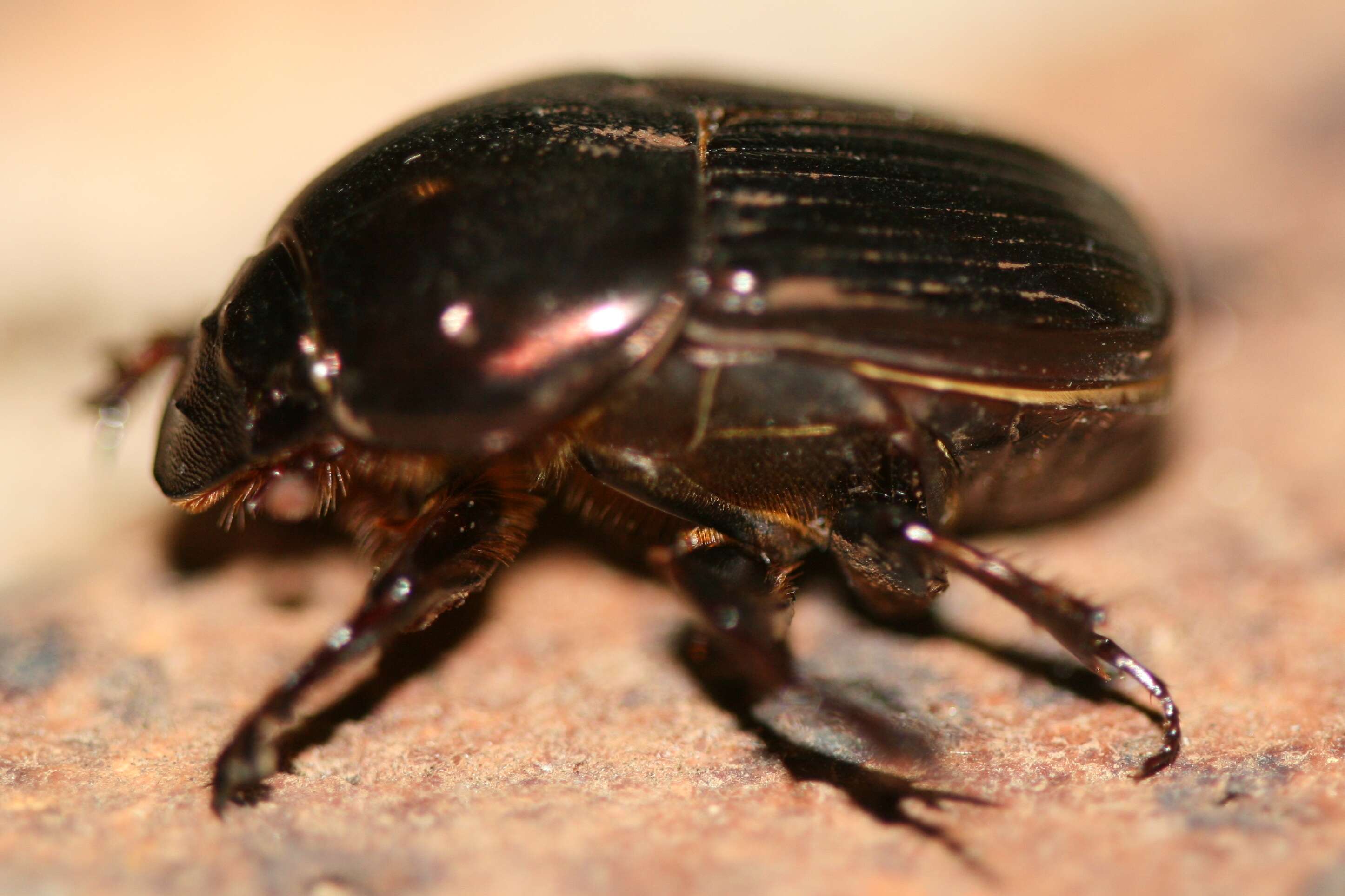 Слика од Onthophagus