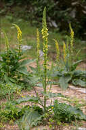 Verbascum nigrum L. resmi