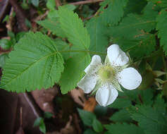 Image of West Indian raspberry