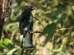 Image of drongos