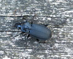 Image of Pterostichus (Platysma) niger (Schaller 1783)