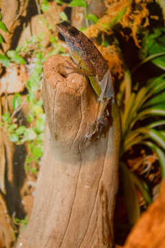 Image of Martinique's Anole