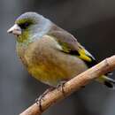 Image of Grey-capped Greenfinch