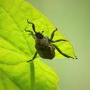 Image of Hoplia (Decamera) philanthus (Fuessly 1775)