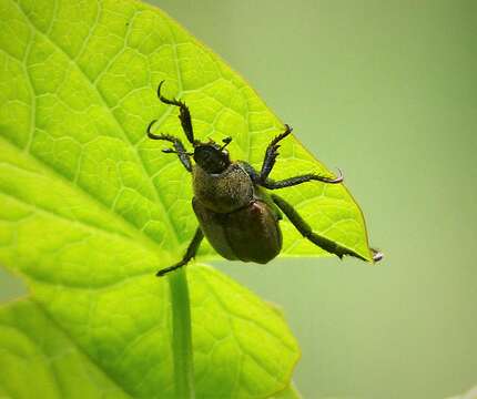 Image of Hoplia (Decamera) philanthus (Fuessly 1775)