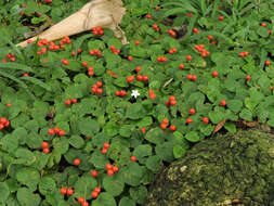 Image of Geophila cordifolia Miq.