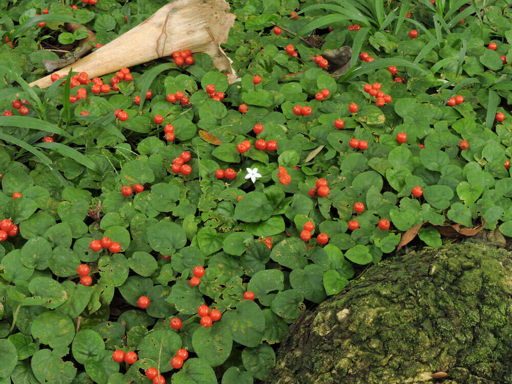 Image of Geophila cordifolia Miq.