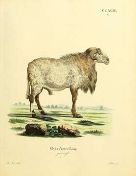 Image of Domestic Sheep