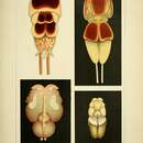 Image of Pandarus bicolor Leach 1816