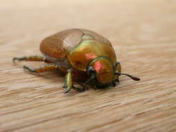 Image of Emerald Tip Beetle