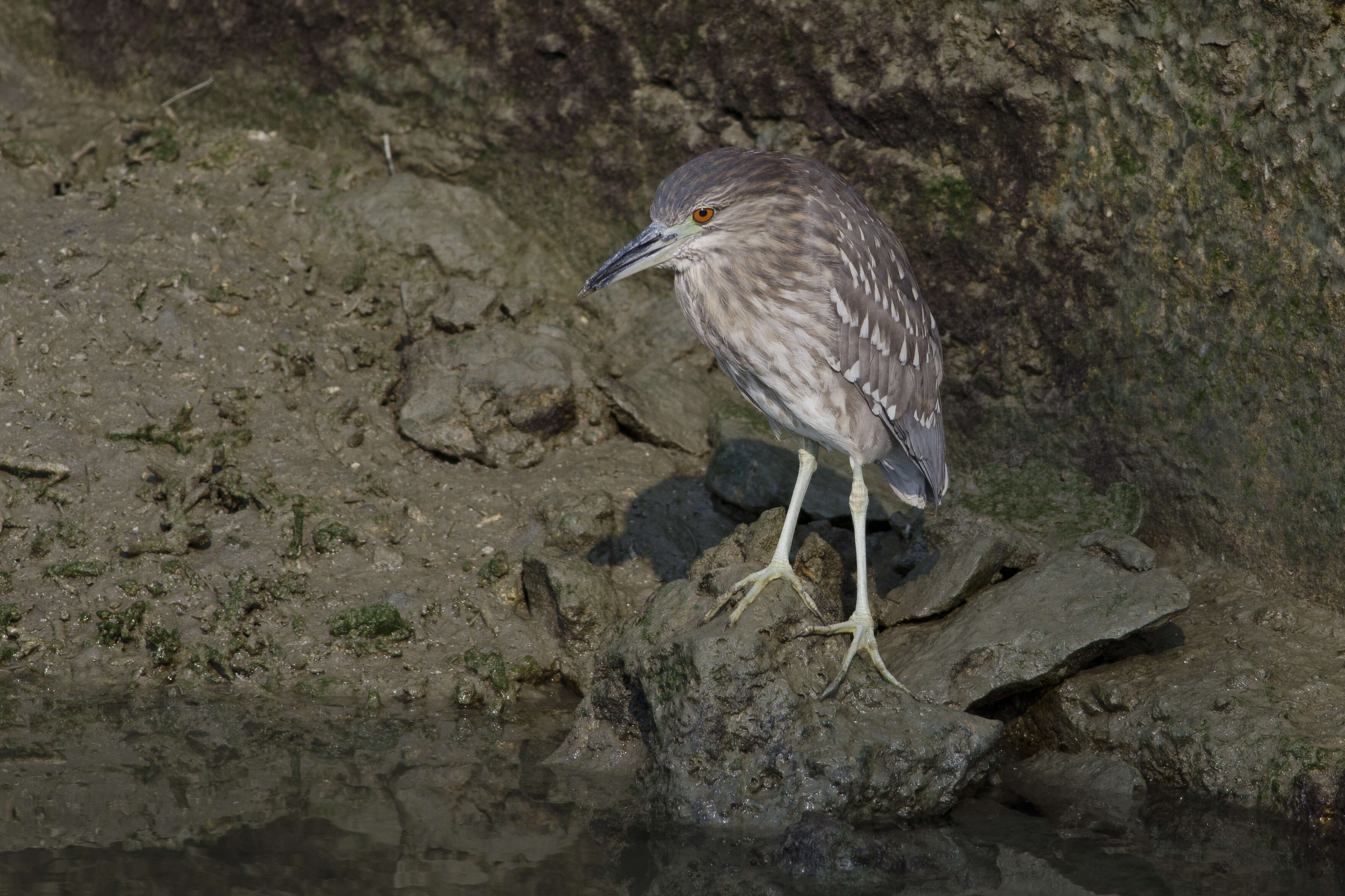 Image of Night Herons