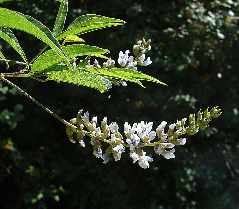 Plancia ëd Psoralea glandulosa L.