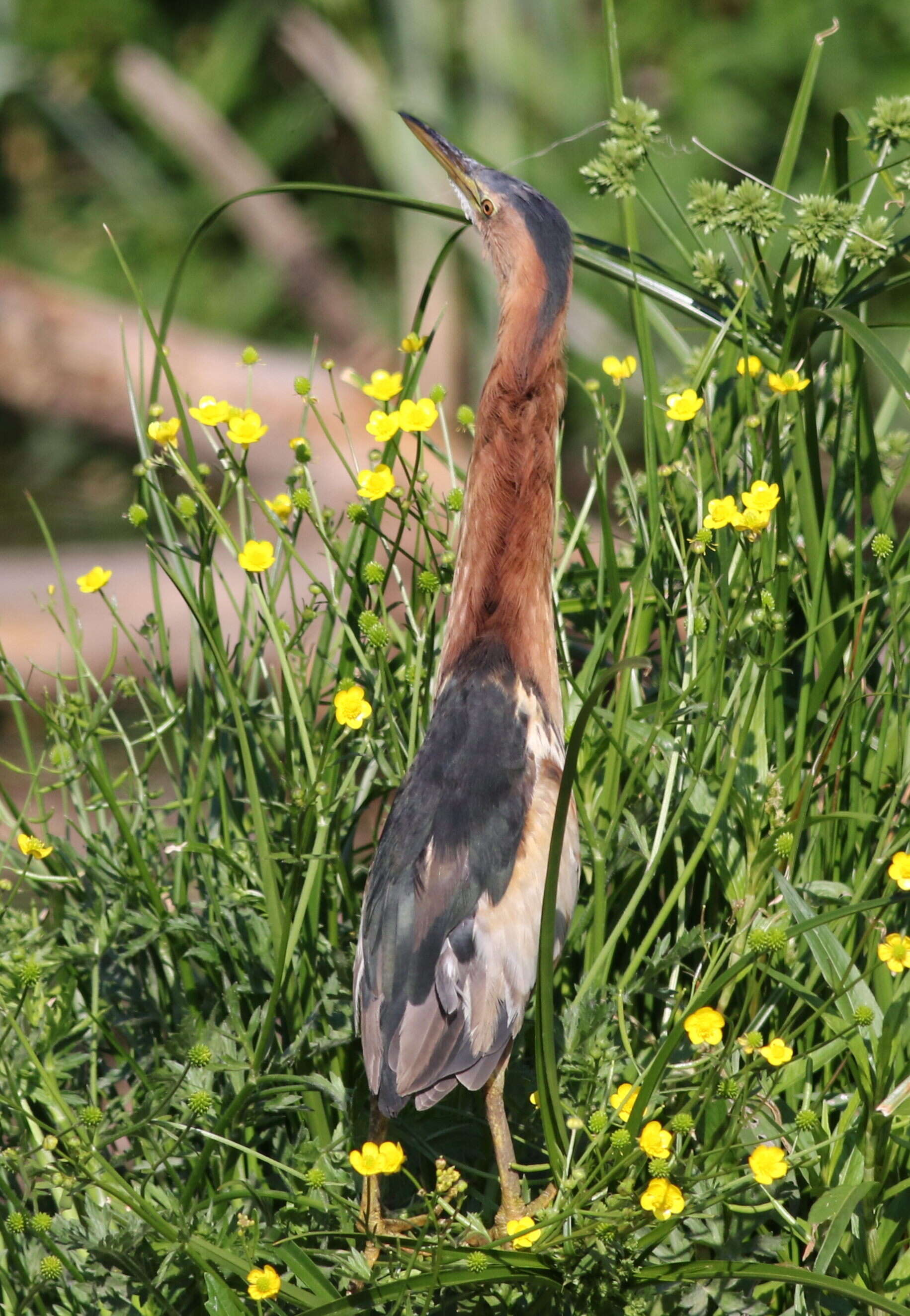 Image of Common Little Bittern