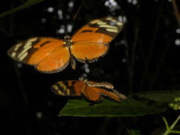 Image of Heliconius