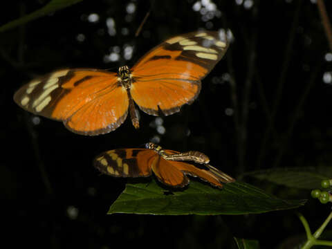 Image of Heliconius ismenius Latreille 1817