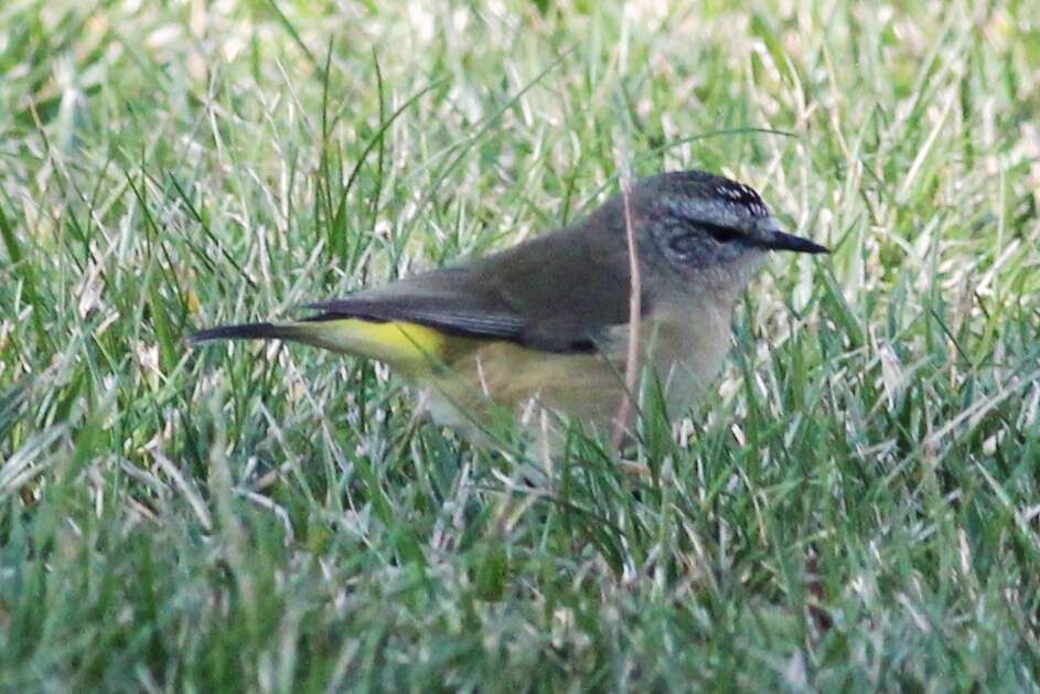 Imagem de Acanthizidae