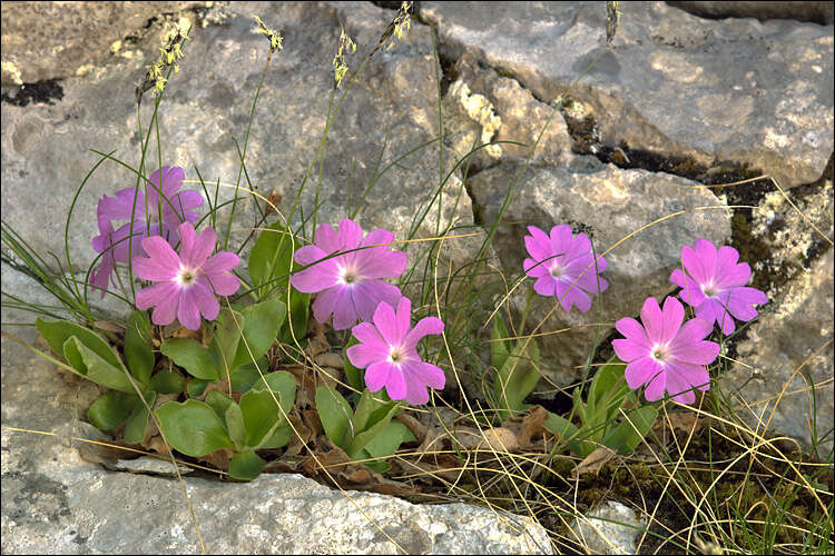 Image of Primula kitaibeliana Schott