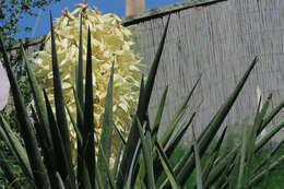 Image of yucca