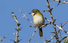 Image of Rudd's Apalis