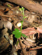 Acianthus amplexicaulis (F. M. Bailey) Rolfe resmi