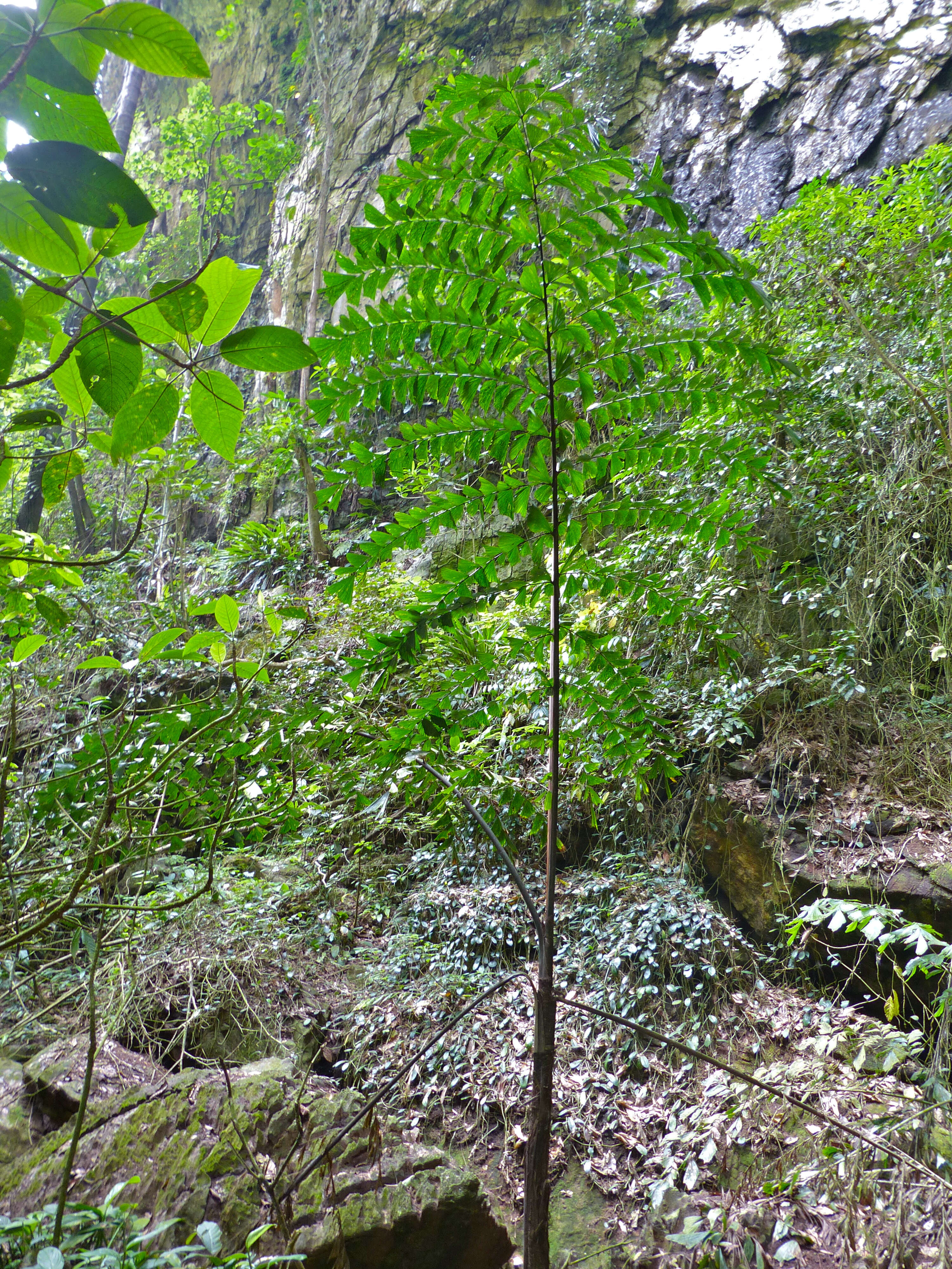 Image of fishtail palm