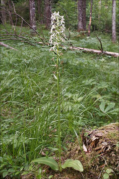 Image of Platanthera bifolia subsp. bifolia