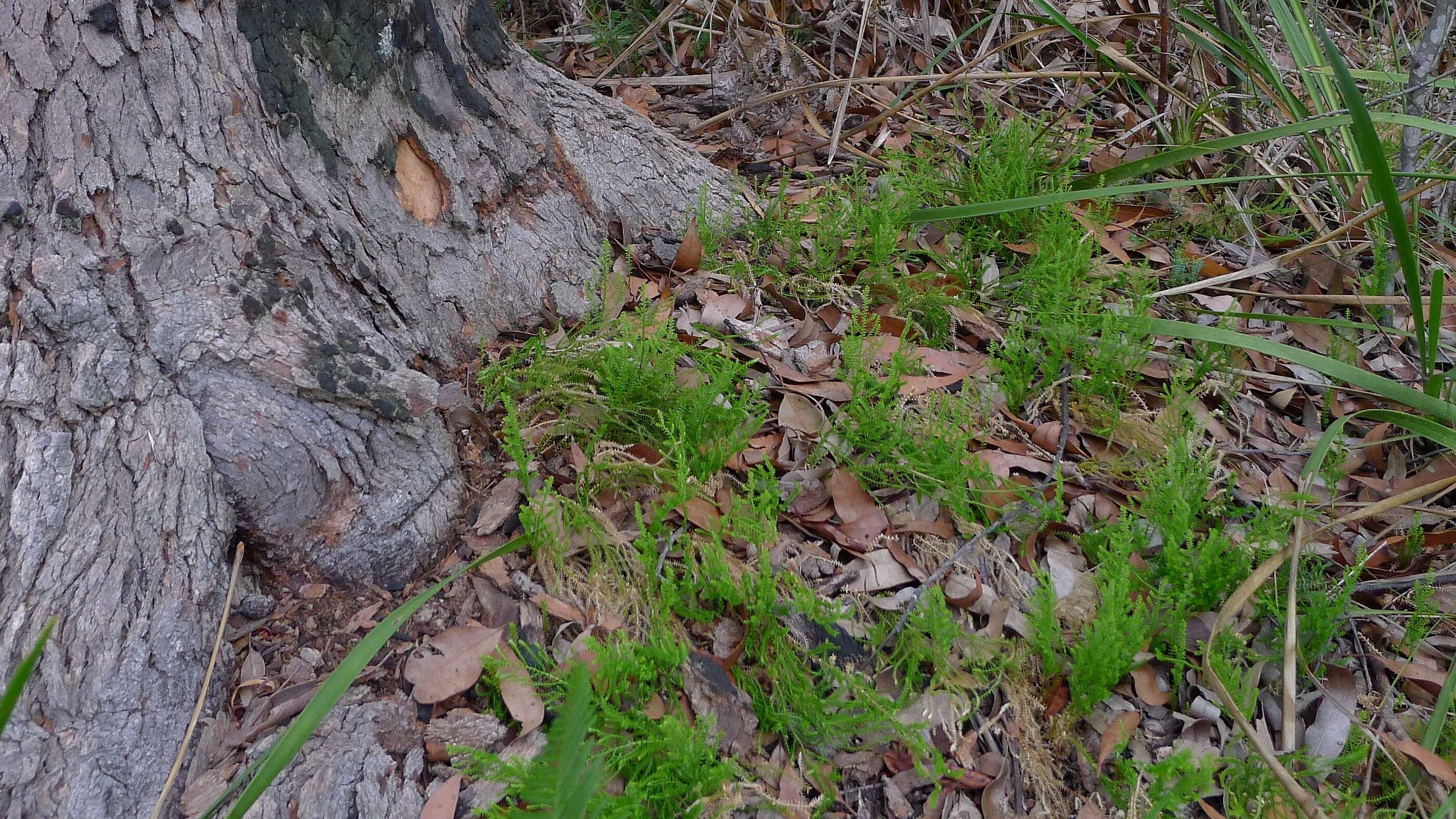 Image of Selaginella uliginosa (Labill.) Spring