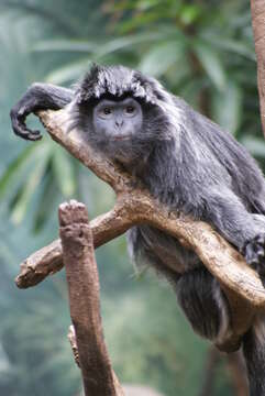 Image of Lutungs or leaf monkeys