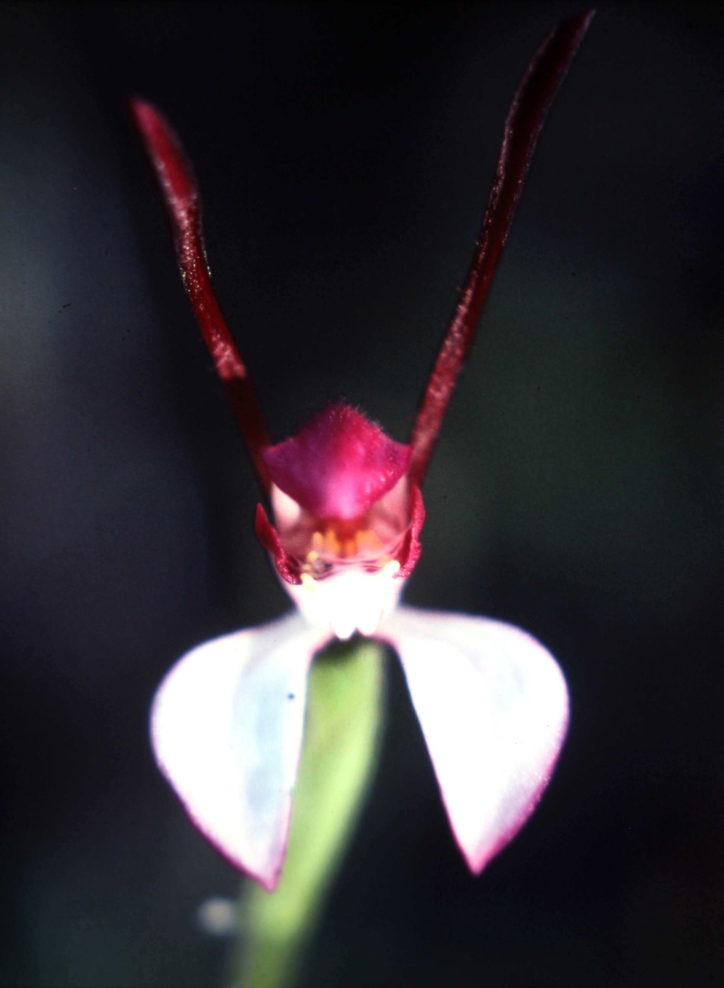 Image of Rabbit orchid