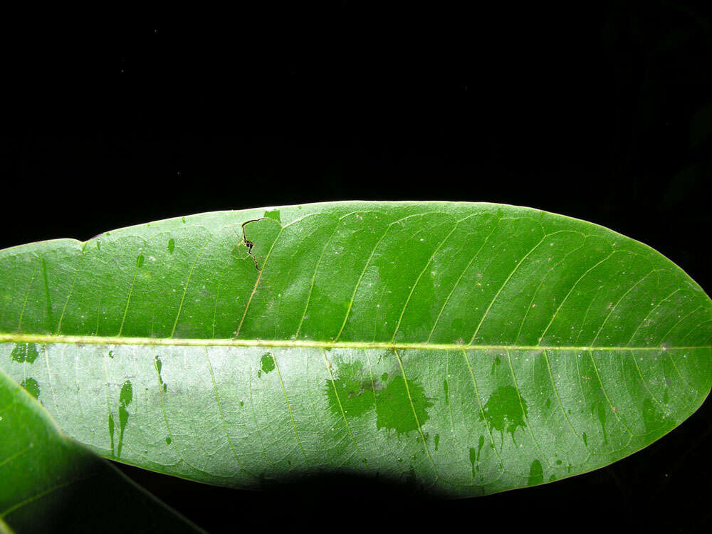 Image of Ficus paraensis (Miq) Miq.