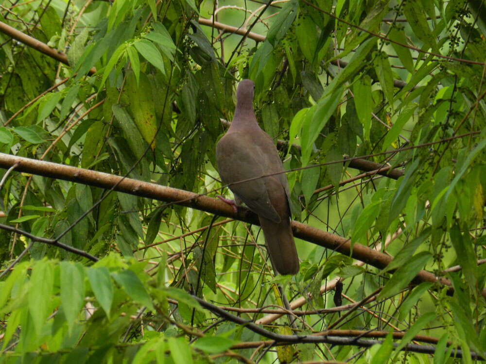 Patagioenas nigrirostris (Sclater & PL 1860) resmi