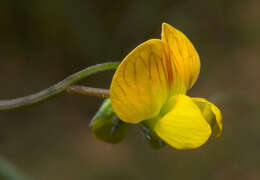 Lathyrus annuus L. resmi