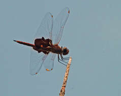 Image of Saddlebags gliders